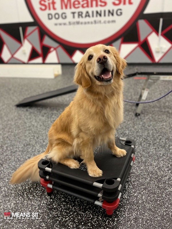 happy dog sitting
