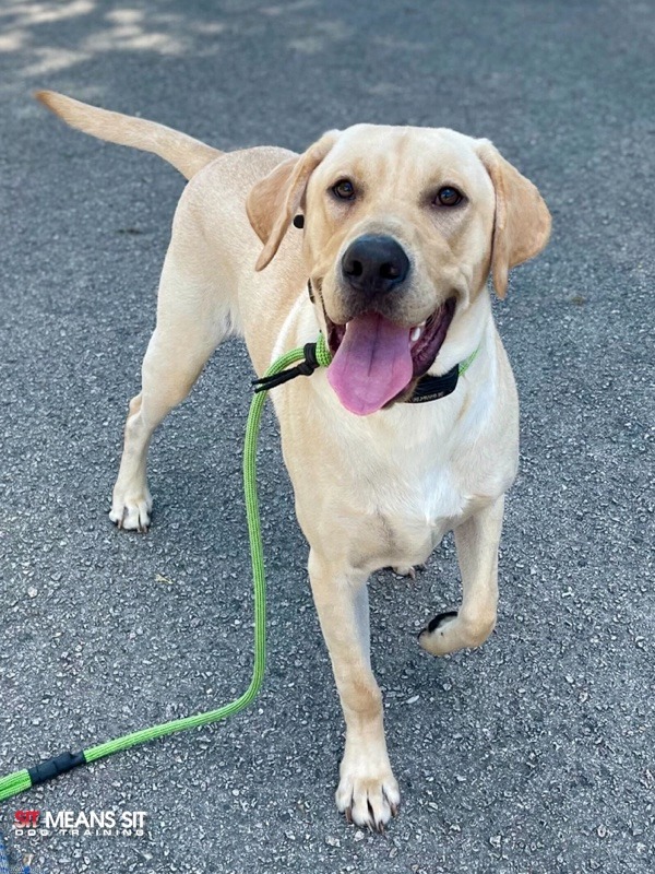happy yellow lab