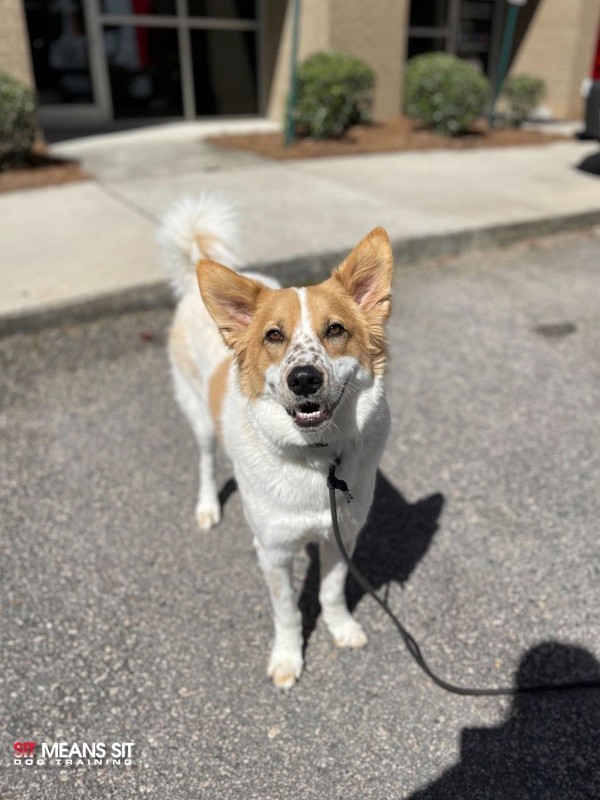 brown and white dog