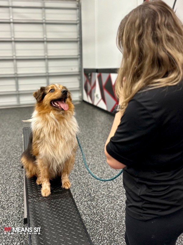 dog smiling at trainer