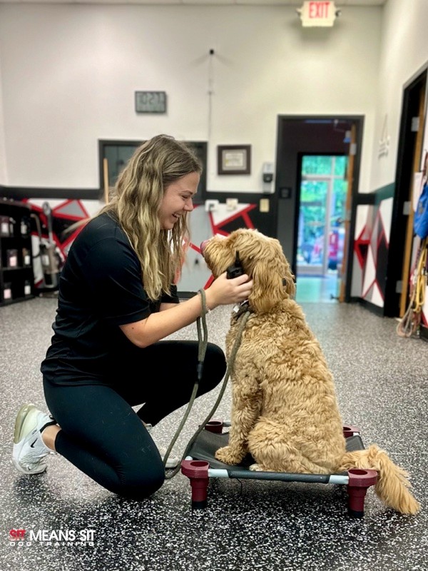 private dog training