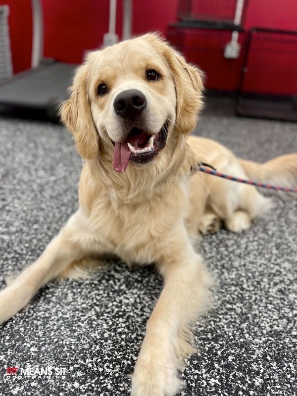 happy dog