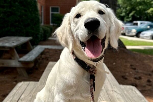 puppy smiling at camera