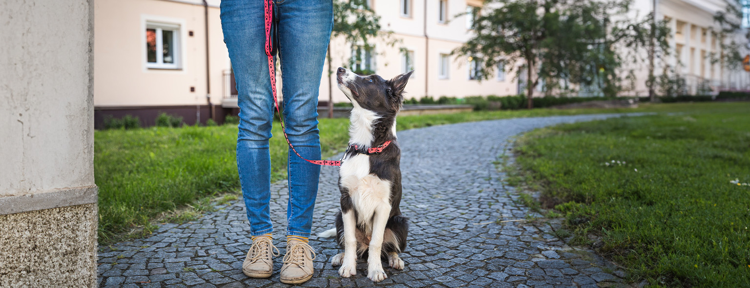 Dog sitting beside trainer and looking up.