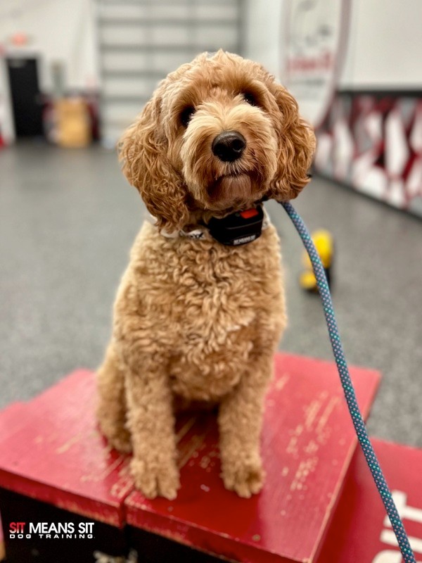 a golden doodle sitting