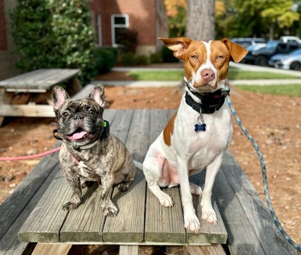 two dogs sitting on a picnic table