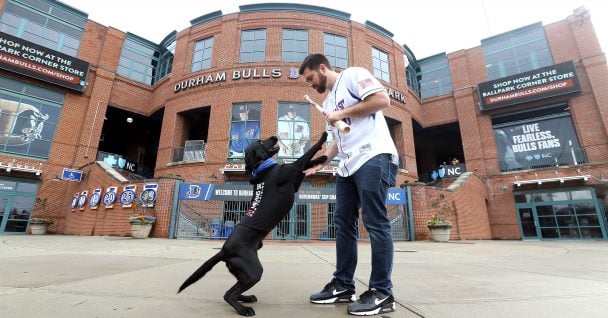 Dog trainer playing with ripken in front of stadium