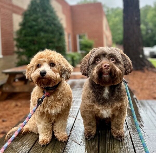 two dogs sitting on picnic table