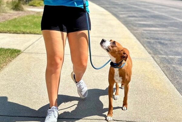 trainer walking dog on leash