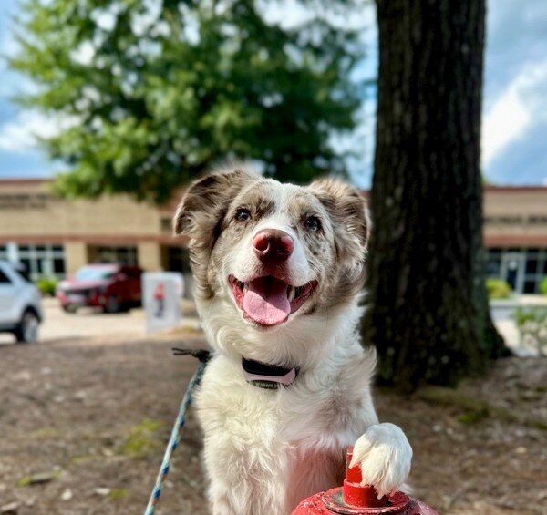 Dog with paw on fire hydrant