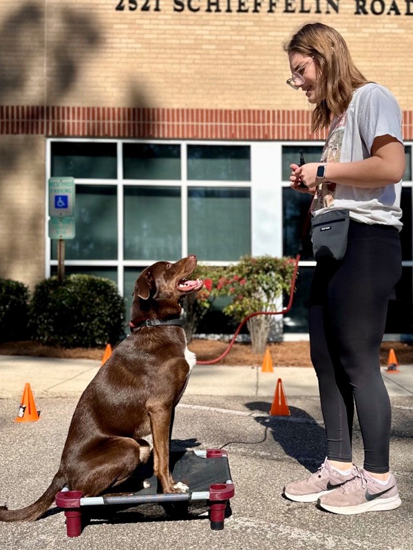 brown dog outside training with trainer while sitting on a placeboard