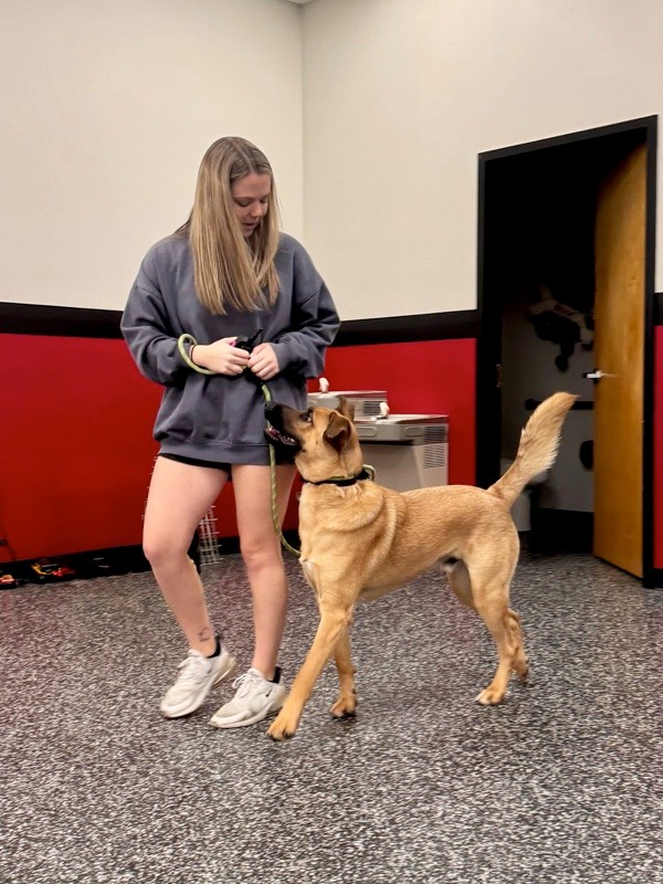 dog training with trainer