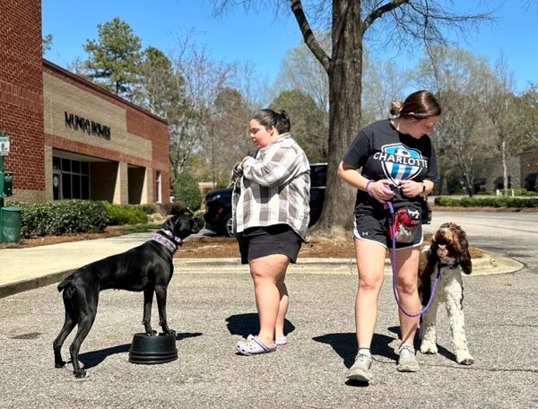 two dogs training outside with trainers