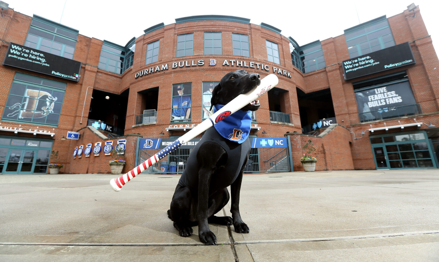 ripken the bat dog training
