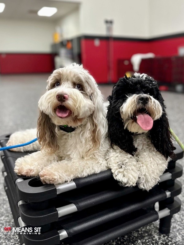 two dogs sitting on placeboard
