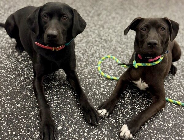 two black labs laying down